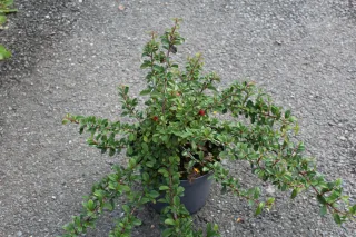 Pot 3L hauteur moyenne 30/40 cm (hors pot)
