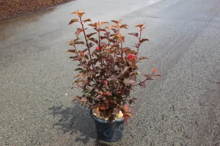 Pot 7.5L