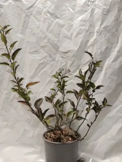 Pot 1L sur tuteur de 60 cm de hauteur