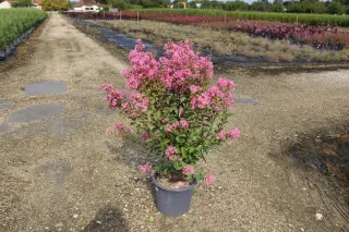 Pot 15L Touffe