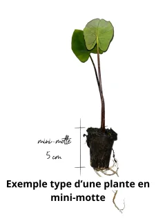 Pot Mini-motte : Jeune plant |L Haut. 10-15 cm
