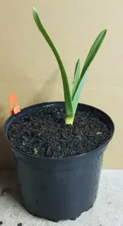 Pot 2.5L