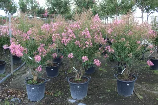Pot 50L