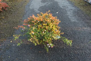 Pot 5L