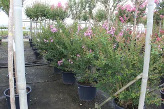 Pot 50L Touffe