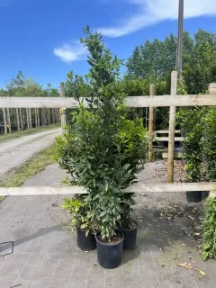 Pot 12L Hauteur 150/175 cm (hors pot)