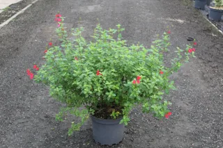 Pot 7.5L