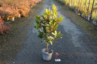 Pot 4L hauteur moyenne 80/100 cm (hors pot)