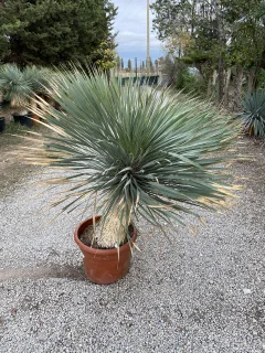 Pot 30L Hauteur 125 cm (hors pot)