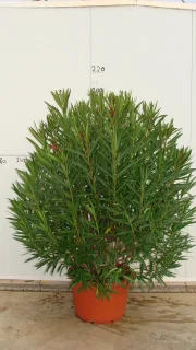 Pot 80L 180/200 cm