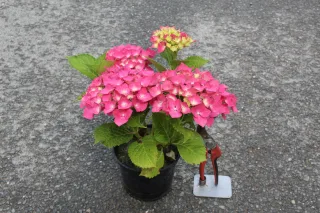 Pot 2L