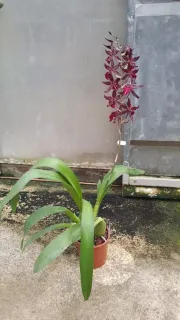 Pot 1.5L