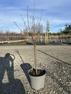 Pot 10L formé en gobelet sur une tige de 60-70 cm, hauteur totale de 125-150 cm (hors pot), plante âgée de 2 ans