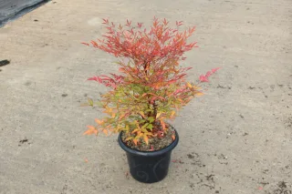 Pot 7.5L hauteur moyenne 60/80 cm (hors pot)