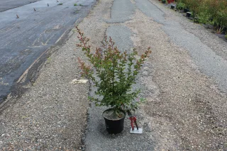 Pot 3L