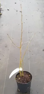 Pot 2.5L
