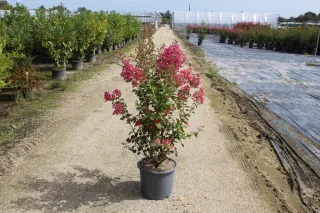 Pot 15L Touffe
