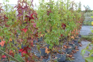 Pot 15L formé en baliveau hauteur variable entre 150-250 cm (hors pot)