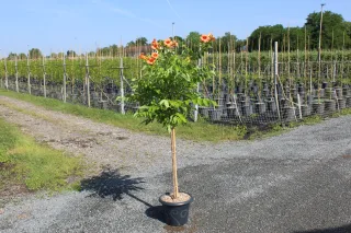 Pot 7.5L formé sur une courte tige de 80 à 100 cm. pour une hauteur totale de 120 à 140 cm