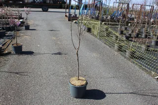 Pot 7.5L