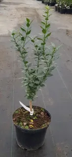 Pot 5L sur poncirus - Tigette
