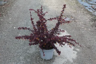 Pot 7.5L hauteur moyenne 60/80 cm (hors pot)