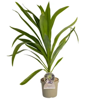 Pot 3,5L