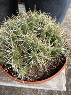 Pot 5L Hauteur 8-10 cm (hors pot)