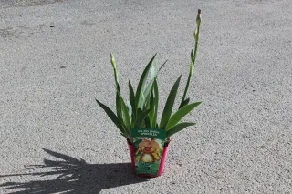 Pot 2,5L
