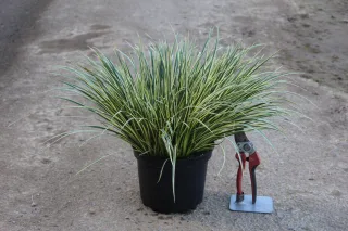 Pot 3L