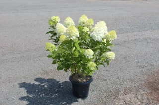 Pot 7.5L