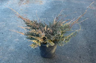 Pot 7.5L hauteur moyenne 50/60 cm (hors pot)