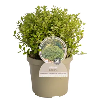 Pot 3,5L