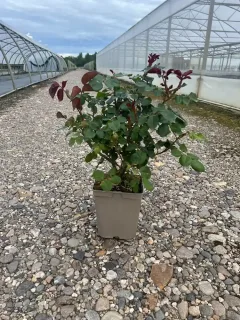 Pot 5L