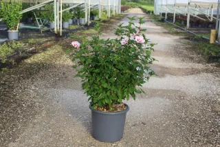 Pot 15L