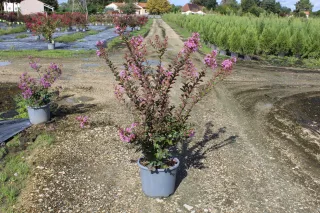 Pot 15L