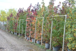 Pot 30L formé en tige de 200 cm, avec une force de 12 à 14 cm, pour une hauteur totale de 200 à 300 cm (hors pot)