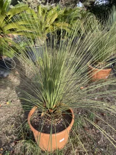 Pot 30L Hauteur 90-100 cm (hors pot)