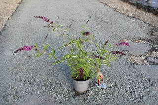 Pot 3L