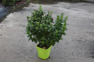Pot 8L