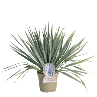 Pot 3,5L