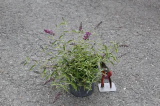 Pot 3L