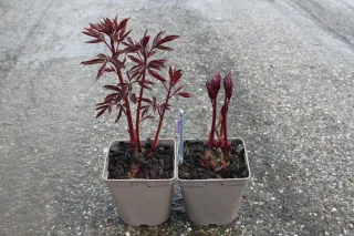 Pot 25L
