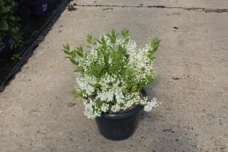 Pot 7.5L