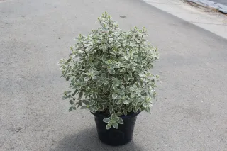 Pot 7.5L
