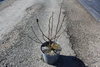 Pot 5L