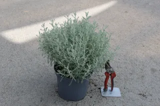 Pot 3L
