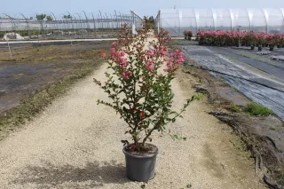 Pot 15L