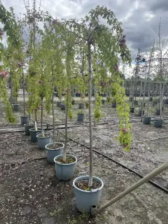 Pot 30L formé en tige de 200 cm, avec une force de 12 à 14 cm, pour une hauteur totale de 200 à 300 cm (hors pot)