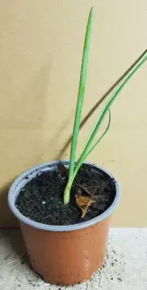 Pot 1.5L